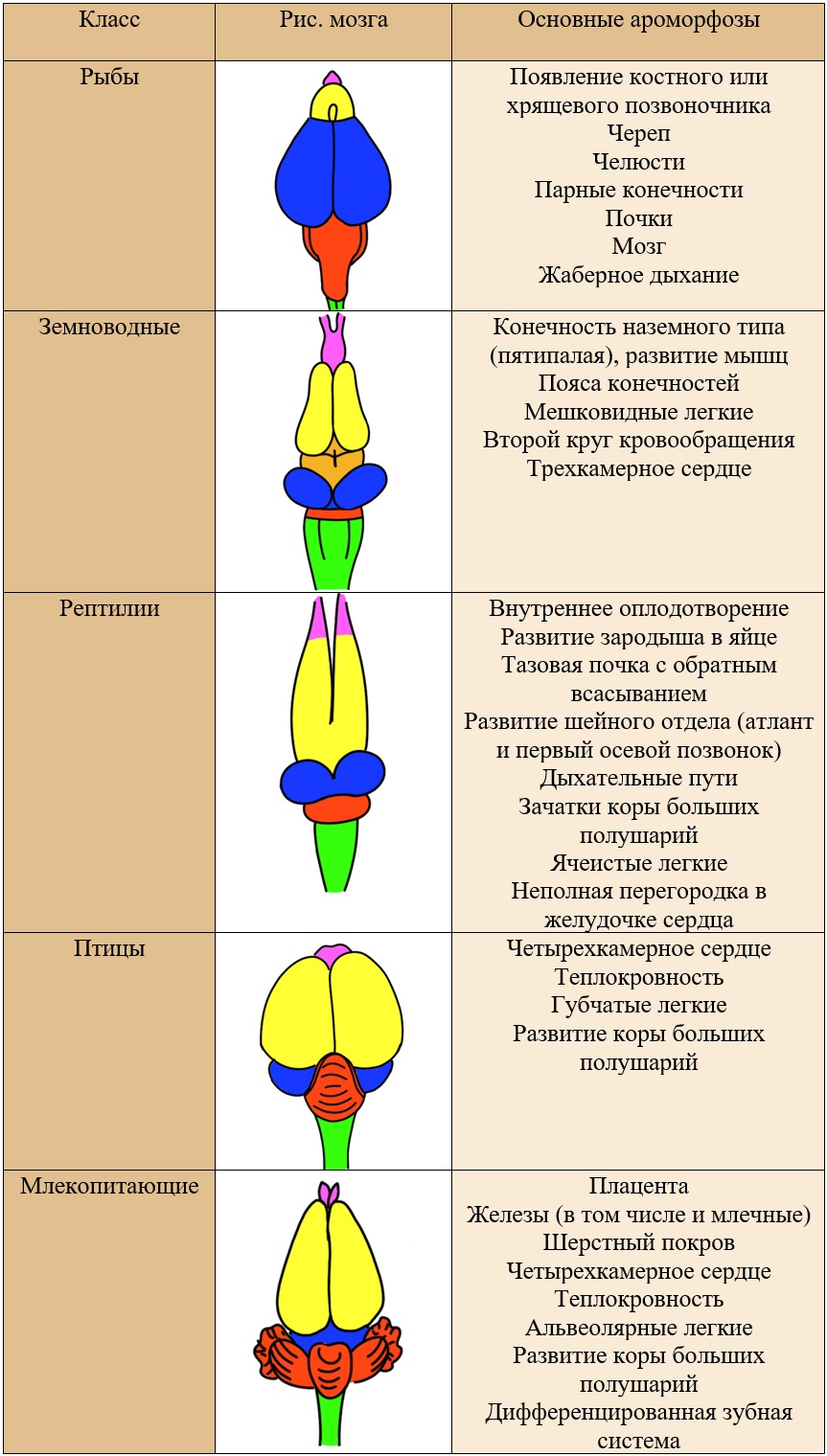 Мозг хордовых картинки